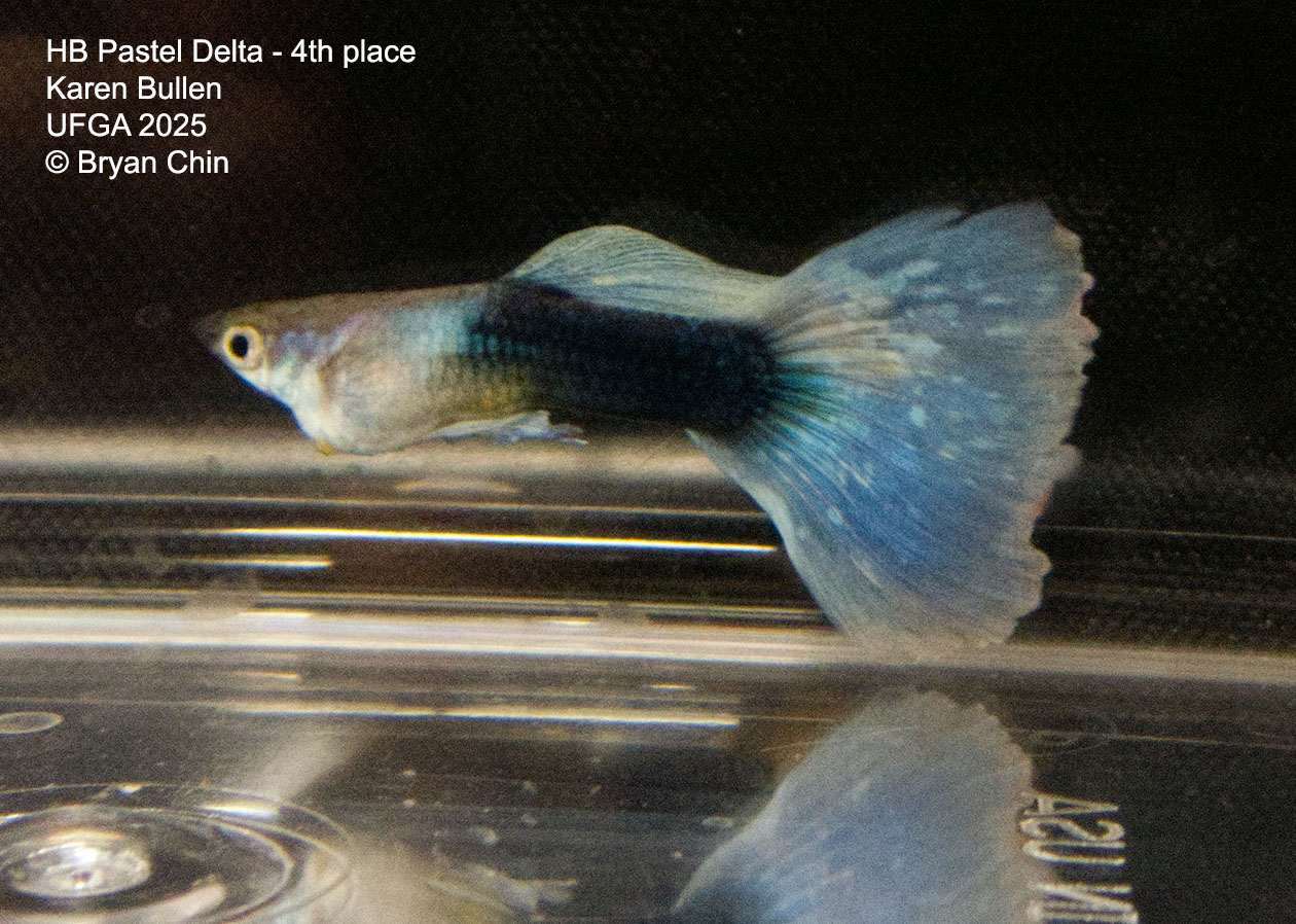 Guppy HB Pastel